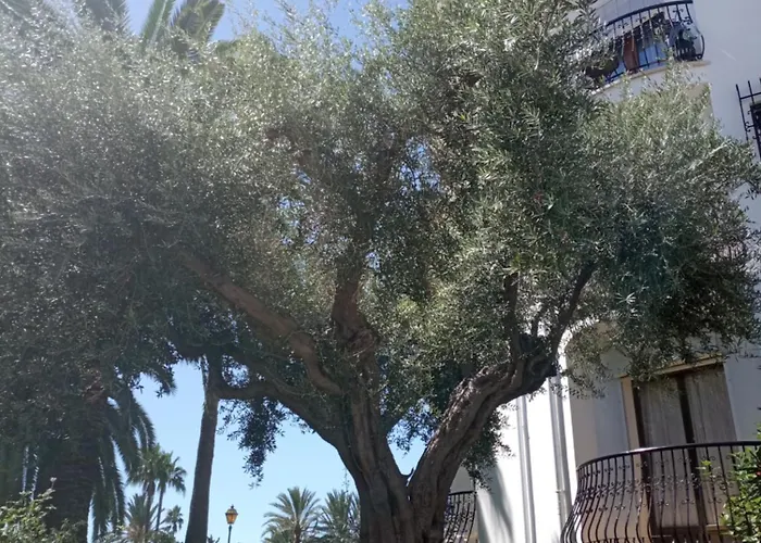 Estudio Alfil-piscina アパート デニア